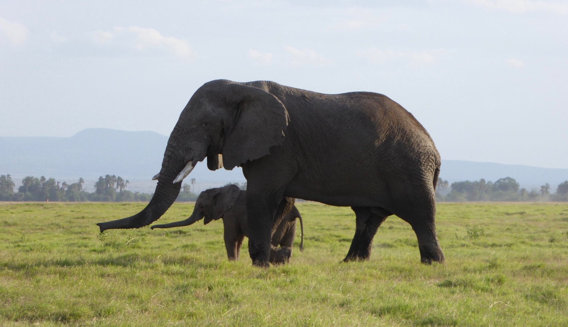 For the Love of Elephants